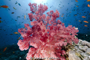 Wonderfull softcoral taken at Jackson reef, Tiran. by Stephan Kerkhofs 